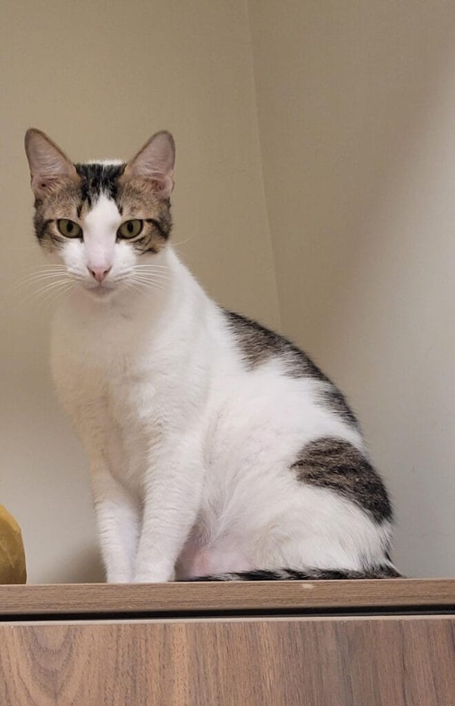 Hades Gatito en Adopción en Gatú