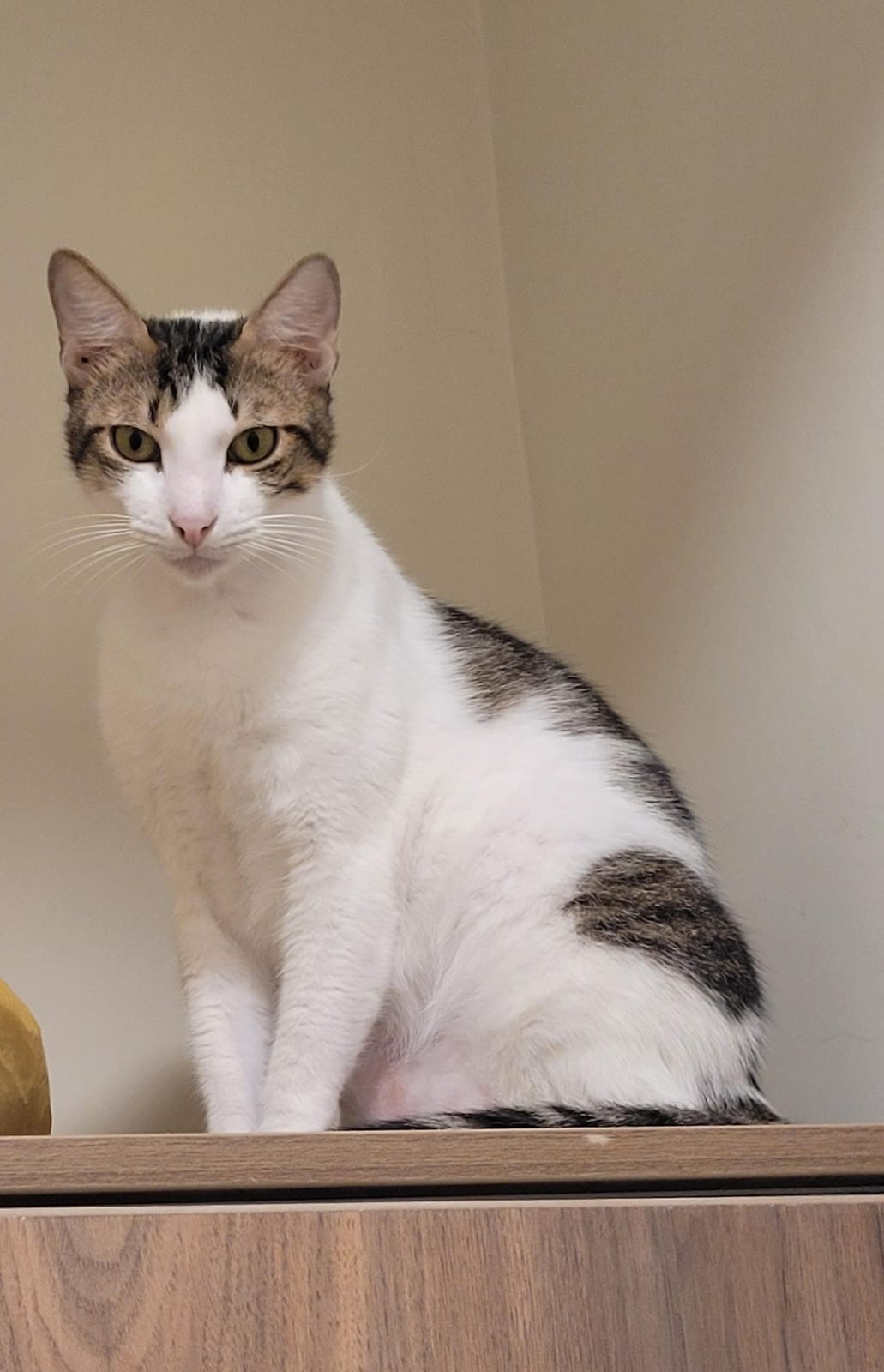 Hades Gatito en Adopción en Gatú