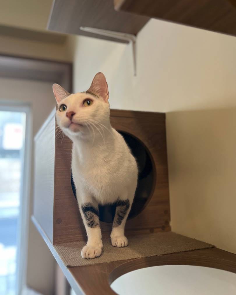 Tito Gatito en Adopción en Gatú