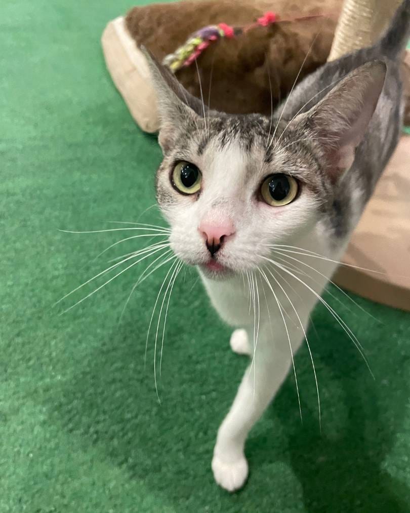 Hera Gatito en Adopción en Gatú