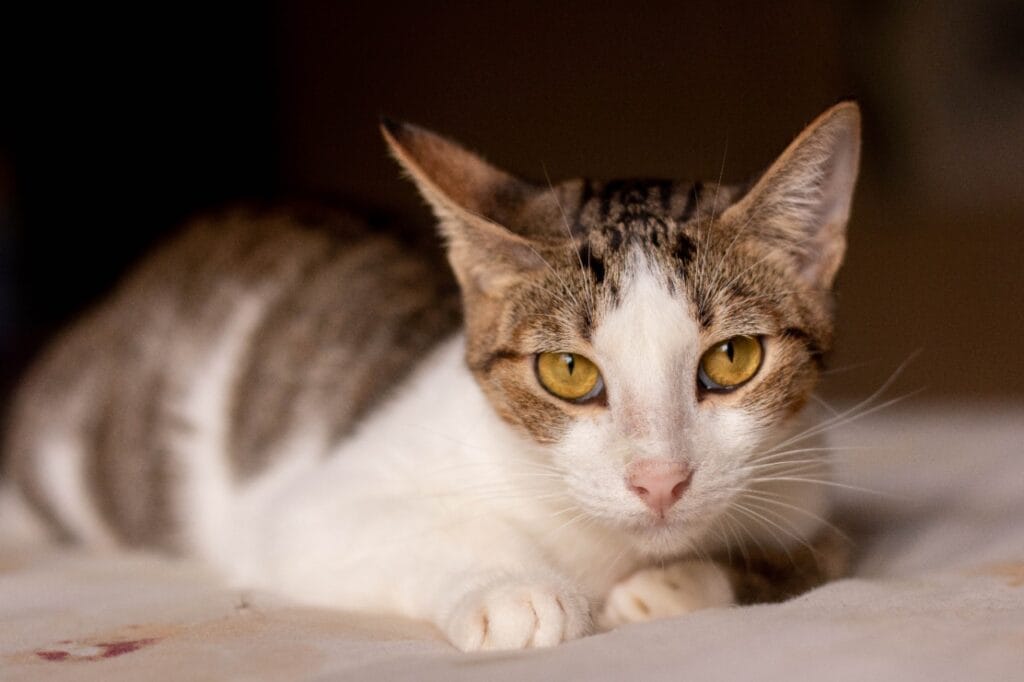 Poseidón es un gatito que fue adoptado por una linda familia gracias a Gatú Cat Café