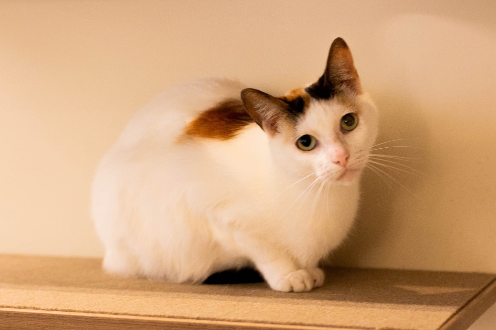 Capuccino Gatito en Adopción en Gatú