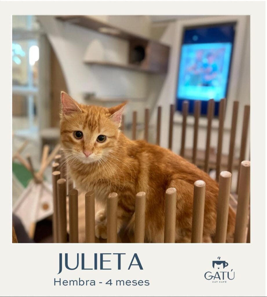 Julieta