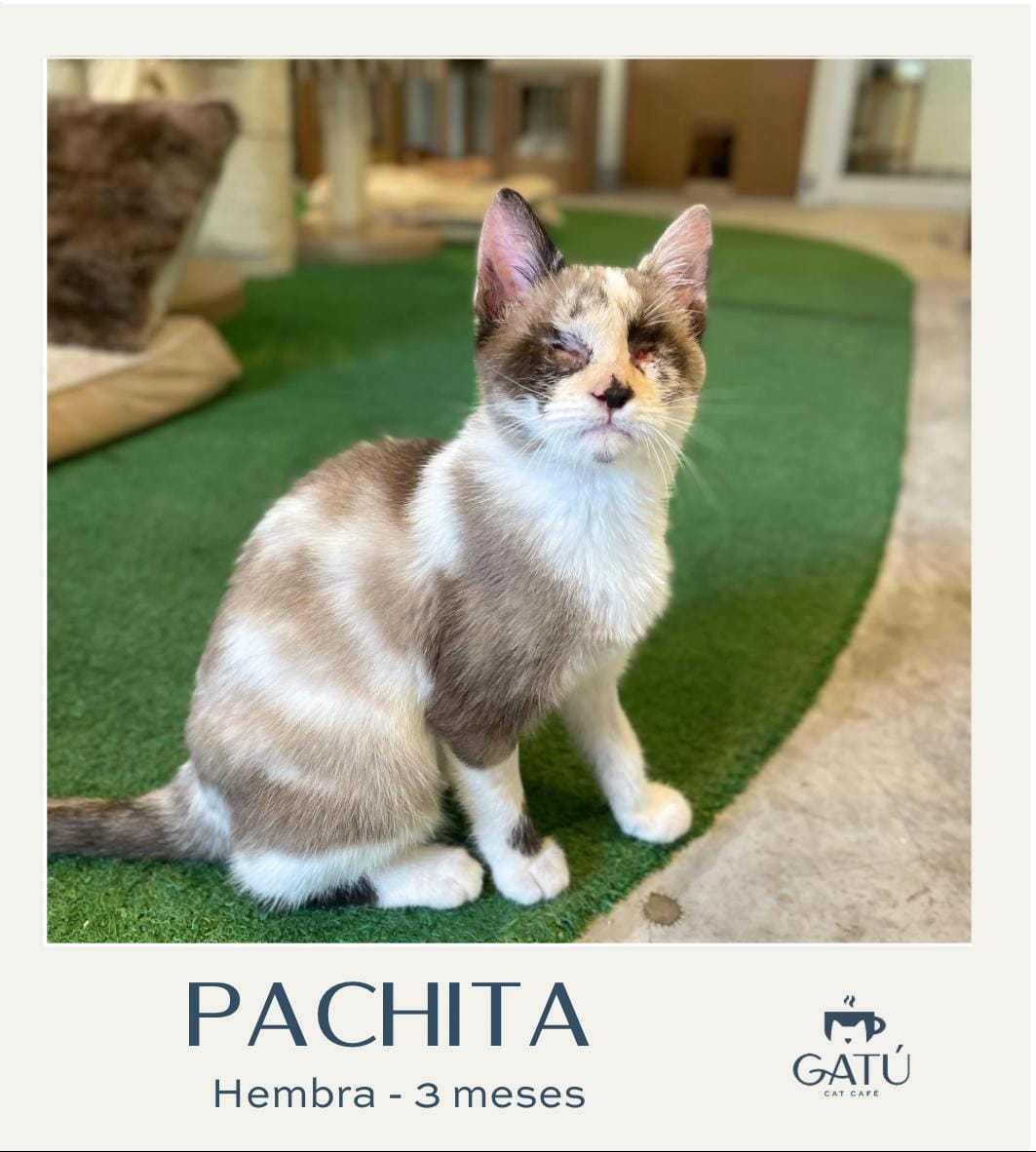 Pachita